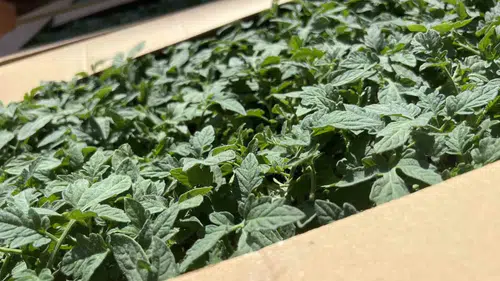 Ereğlili çiftçiye devletten fide desteği geldi