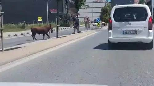 Arnavutköy sokaklarında kurbanlık dana paniği