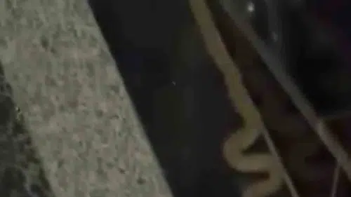 Kayapınar’da apartman sakinlerini sokağa döken yılan ziyareti