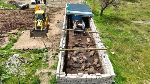 Nevşehir'de kurt sürüsü ağıla girdi 40 koyun telef oldu