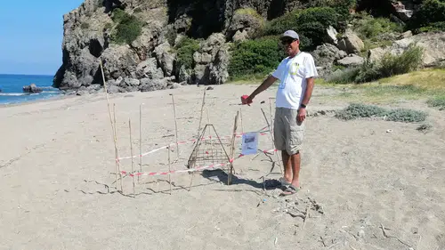 Gazipaşa sahillerinde caretta caretta mesaisi başladı