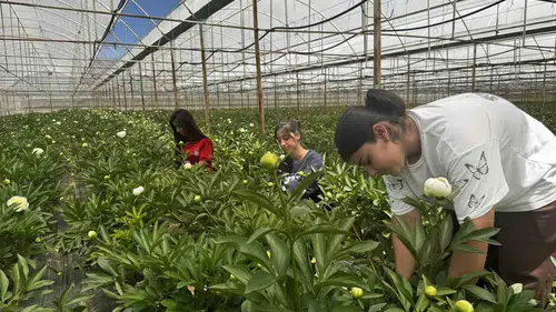 Antalya Elmalı’da şakayık bereketi üreticinin yüzünü güldürüyor