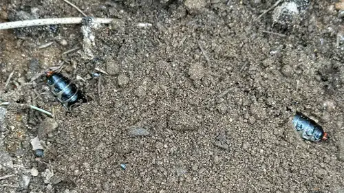 Manisa ormanlarında zararlı böceklere karşı doğal çözüm