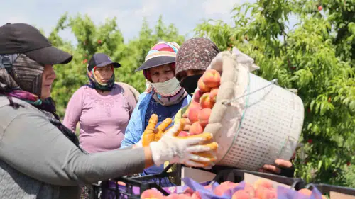 Adana şeftali bahçelerinde hasat mesaisi başladı
