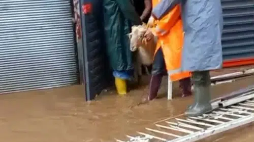 Aydın Köşk’te fırtına dehşeti 11 hayvanı sular altında bıraktı