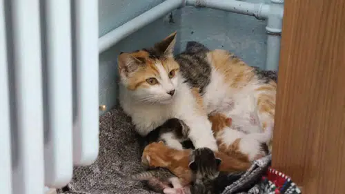 Tunceli’de bir ilkokul sınıfının yeni üyeleri beş minik kedi