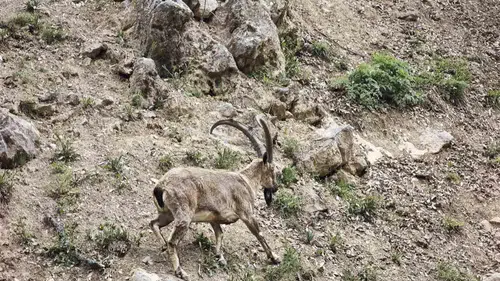 Tunceli'nin sarp kayalıklarında dron sürprizi yaşayan dağ keçileri