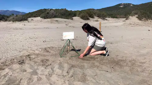 Caretta carettaların yuvalama döneminde sahillere giriş yasağı başladı