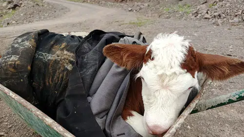 Sason dağlarında kaybolan buzağıya şefkat eli uzandı
