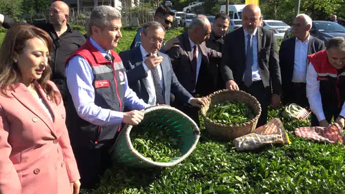 Artvin’de çay üreticisi için yeni sezon başladı