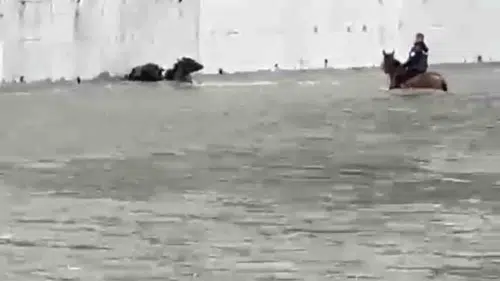 Karabükte mandaları kurtarmak için atıyla suya daldı