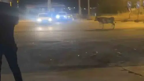 Nusaybin trafiğinde kurbanlık inek kovalamacası