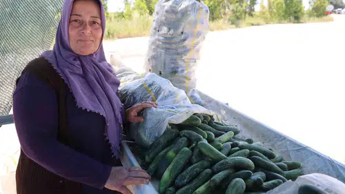 Adana Karaköy salatalığında hasat vakti geldi