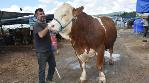 İzmir pazarında şampiyon boğa 480 bin liraya alıcı buldu