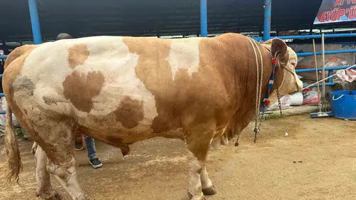 Bursa kurban pazarında dev tosun 500 bin liraya alıcısını buldu
