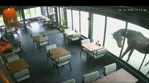 Samsun'da bir kafe yılkı atının hedefi oldu
