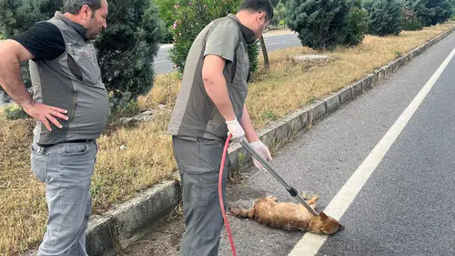 Manisa'da otomobilin çarptığı yaralı çakal kurtarıldı