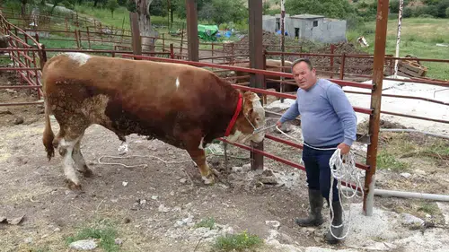 Çanakkale’de dev kurbanlık 420 bin liraya satışa çıktı
