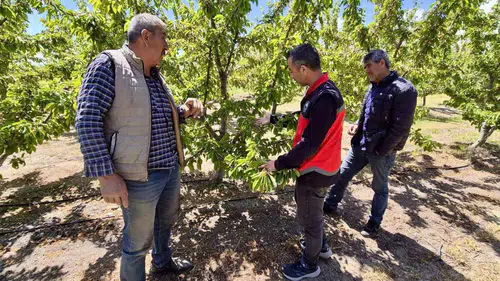 Afyon’da kiraz bahçeleri meyve sineğine karşı mercek altında