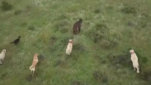 Eskişehir’de 400 koyunu ayıdan kangal köpekleri korudu