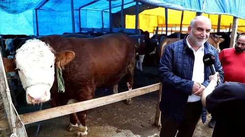 Samsun kurban pazarının dev ismi 450 bin liradan alıcı bekliyor
