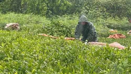 Rize’de çay üreticisi bayramı yağmura rağmen bahçede geçirdi