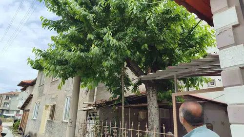 Çorum'da kiraz ağacından düşen yaşlı adam hayatını kaybetti