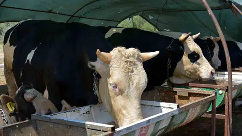 Aliağa'da kurban kesim ücretleri netleşti
