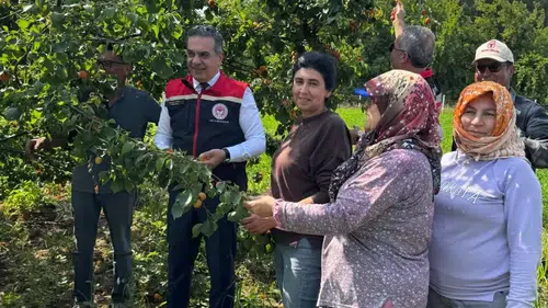 Aydınlı üretici İspanyol cinsi kayısı ile yüksek verim yakaladı