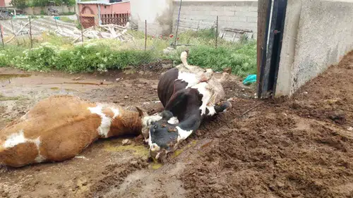 Niğde’de sağanak yağış sırasında ahıra yıldırım düştü