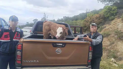 Çine'de çalınan kurbanlık hayvan jandarma operasyonuyla bulundu