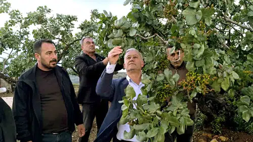 Araban ovasında fıstık bahçelerini dolu vurdu
