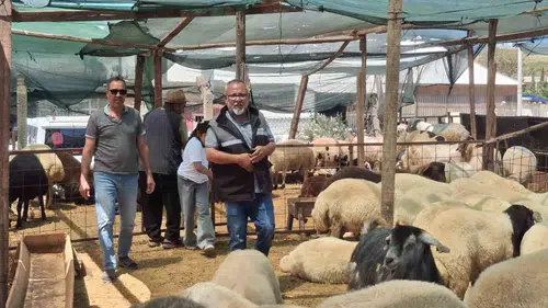Didim kurban pazarında fiyatlar belli oldu