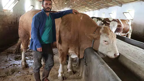 Elazığ’da 420 bin liralık dev tosun pazara çıktı