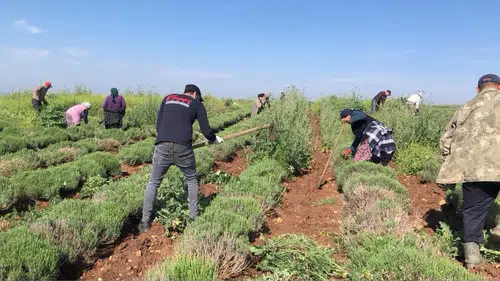 Edirne’de kıraç topraklar lavanta bahçesine dönüştü