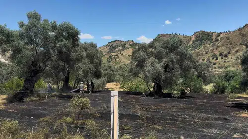 Nazilli'de zeytinlik yangını ucuz atlatıldı