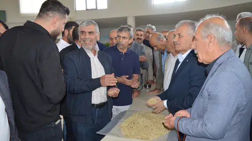 Kızıltepe ovasında arpa hasadı başladı