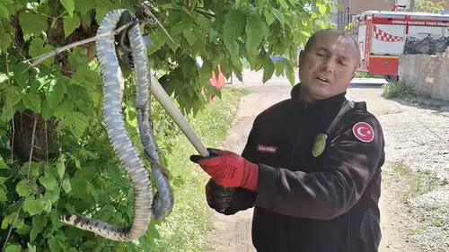 Kırıkkale'de yılan operasyonu kuş yavrularını hayata döndürdü