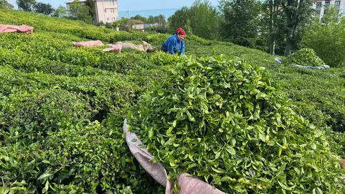 Rize’de çay sezonu açıldı üretici bahçeye indi