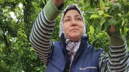 Sarıgöl'ün bağlarında bu yıl meyve bereketi yaşanıyor