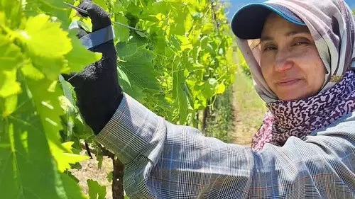 Manisa bağlarında bayram sonrası yoğun mesai başladı