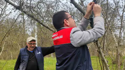 Kırklareli tarımını tehdit eden istilacı böceğe karşı takip başladı