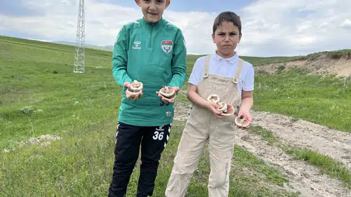 Kars kırsalında yağmur sonrası mantar bereketi yaşanıyor