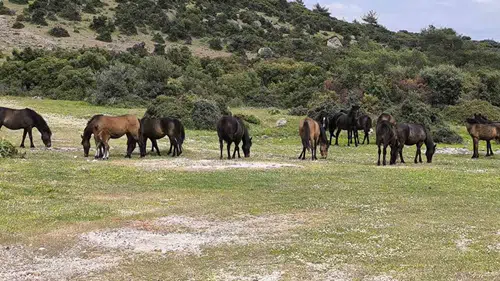 Ayvacık’ta yılkı atları tarlaları ve trafiği tehlikeye atıyor