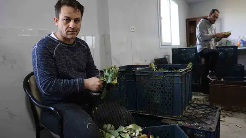 Aydın’da enginar hasadı kazancıyla şaşırtıyor