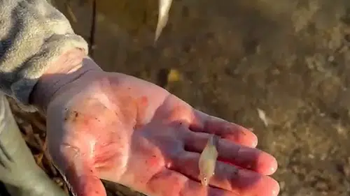 Abant Gölü'ndeki balıkçıyı şaşırtan alabalık avı