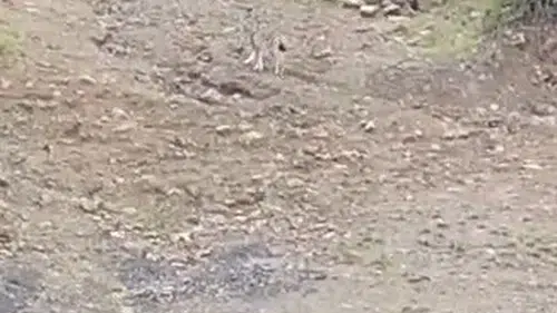 Tunceli dağlarında sürpriz karşılaşma