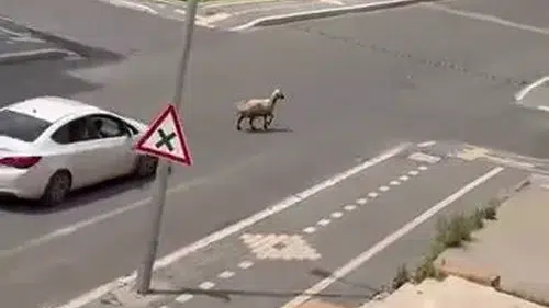 Diyarbakır caddelerinde kurbanlık koyun paniği