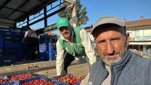 İznik’in meşhur karabodur kirazında ilk hasat heyecanı başladı