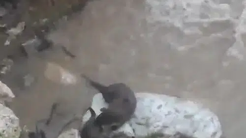 Düzce şehir merkezinde su samurları objektiflere yakalandı